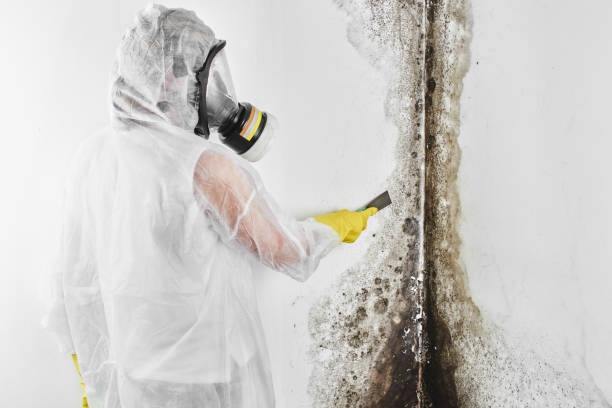 Best Toxic Mold Removal  in Stormstown, PA