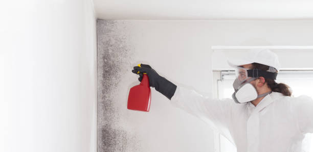 Best Fast Mold Removal  in Stormstown, PA