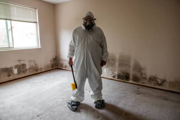 Certified Mold Removal in Stormstown, PA