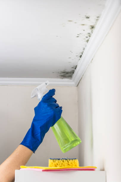 Best Mold Damage Repair  in Stormstown, PA